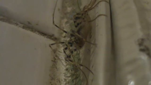 Мухоловка обыкновенная 02 смотреть онлайн