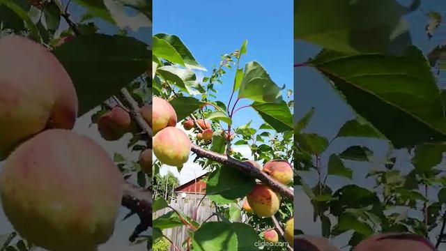 Абрикос в Подмосковье. смотреть онлайн