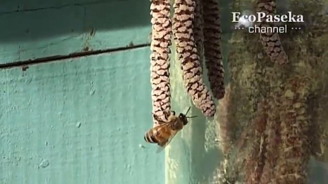 Как не любить владельцу пчел лесной орех? смотреть онлайн