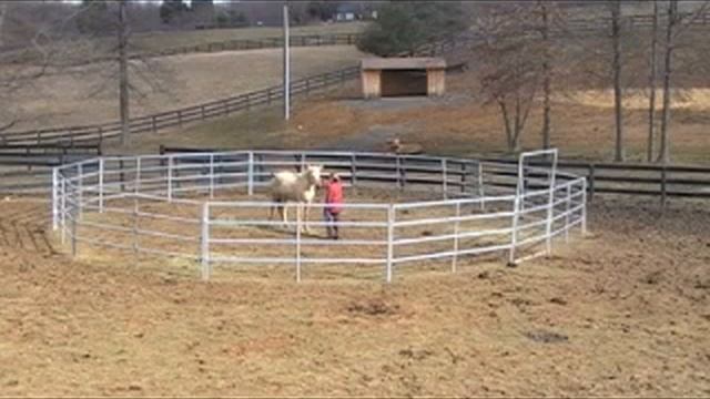 Flip That Horse! Episode 2: The Round Pen - Natural Horsemanship Techniques смотреть онлайн