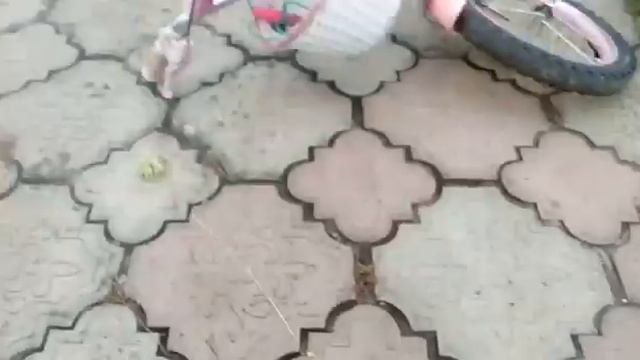 Курочка или петух цыпленок/Как определить пол цыпленка,петух или курица？ смотреть онлайн