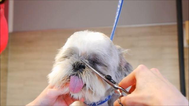 Grooming Shih Tzu Face смотреть онлайн