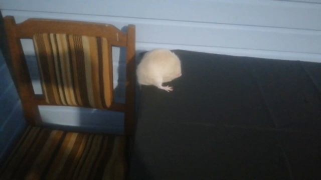 ?How Rats Mate? Mating Rats | Как спариваются крысы