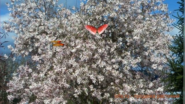 Магнолия обыкновенная Кобус Рогов (kobus-rogov) ? обзор: как сажать, саженцы магнолии Кобус Рогов смотреть онлайн