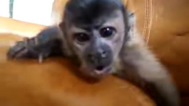 капуцин смотреть онлайн