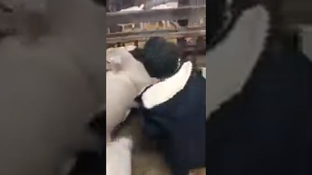 Зааненские козы. Давид доиит козочок смотреть онлайн