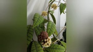 Хойи 💚 первые цветы  Арчболдианы. Фотоархив.