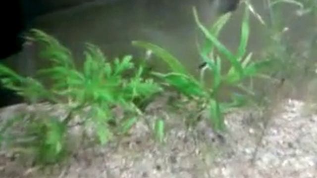 Мой аквариум 50л смотреть онлайн