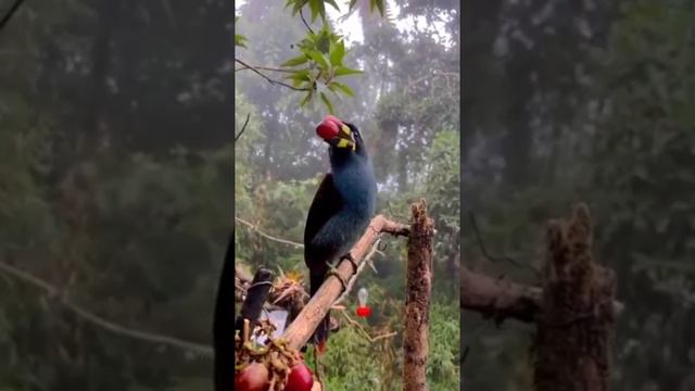 Природа удивительная смотреть онлайн