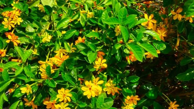 Golden Gardenia Fragrant Tree Gardenia Mutabilis