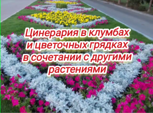 Цинерария в клумбах и цветочных грядках в сочетании с другими растениями