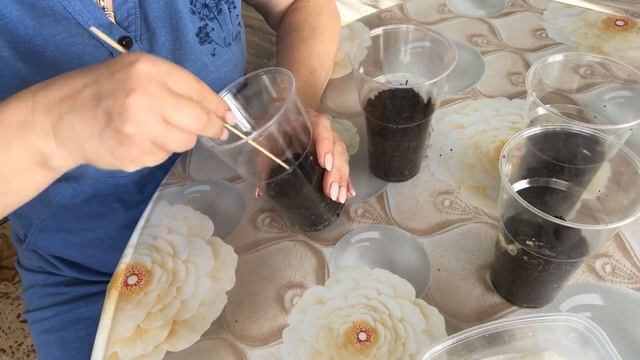 Сажаю на рассаду шикарные цветы Анемона Они будут украшать вашу клумбу смотреть онлайн