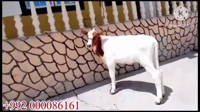 ГУСАЛАЧА СРОЧНА ПУЛ ЗАРУР 5 августа 2023 г. смотреть онлайн