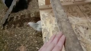 Насест для кур со сборником для помёта