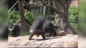 Наглые обезьяны / Обезьяны нападают на людей / Приколы с животными