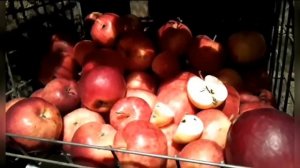 СОРТ ЯБЛОК АЙДАРЕД, ХРАНЕНИЕ