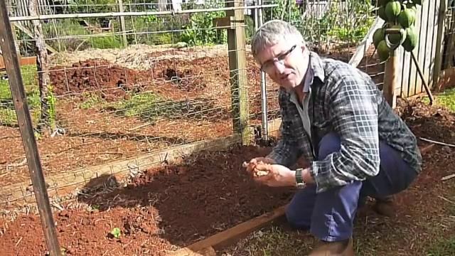 How to Plant and Grow Turmeric смотреть онлайн