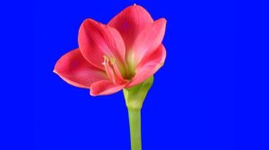 Футаж Цветы распускаются 8 хромакей