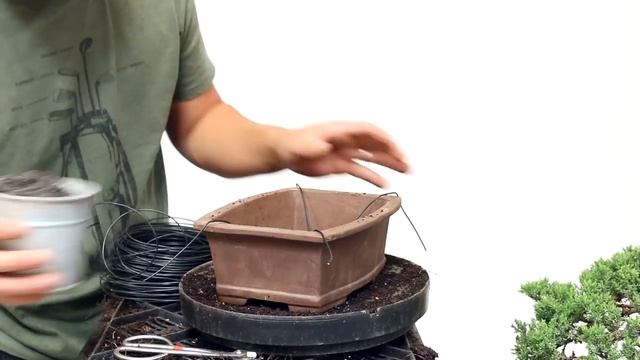 Bonsai Basics: Repotting A Bonsai Tree