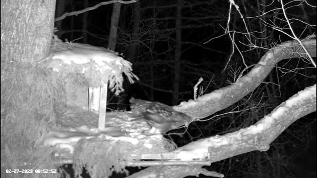 Eagle Owl Calls To Mate Off-Cam ? 02/27/23 00:50 смотреть онлайн
