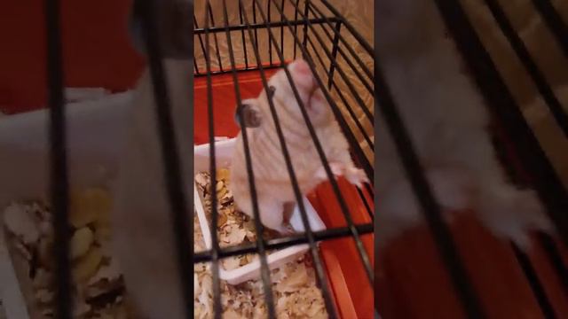 Клетка Мандаринки и её детки смотреть онлайн