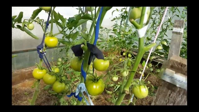 Гибридный сорт помидор "Благовест" смотреть онлайн