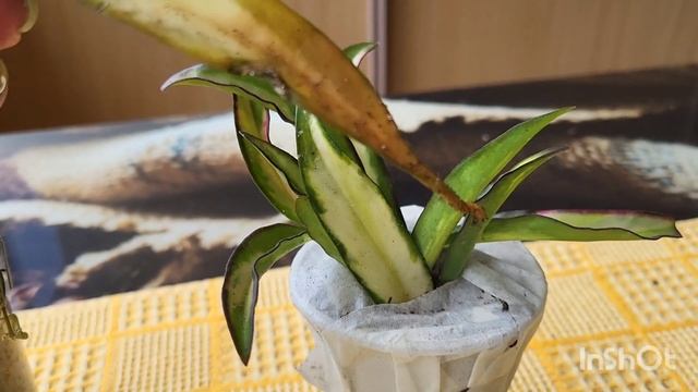 Стефания эректа. Хойи. 26.05.2023. смотреть онлайн