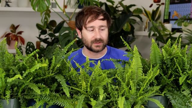 Nephrolepis la Felce di Boston, cura e coltivazione смотреть онлайн