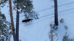 мавик 3 зум, готовимся к охоте