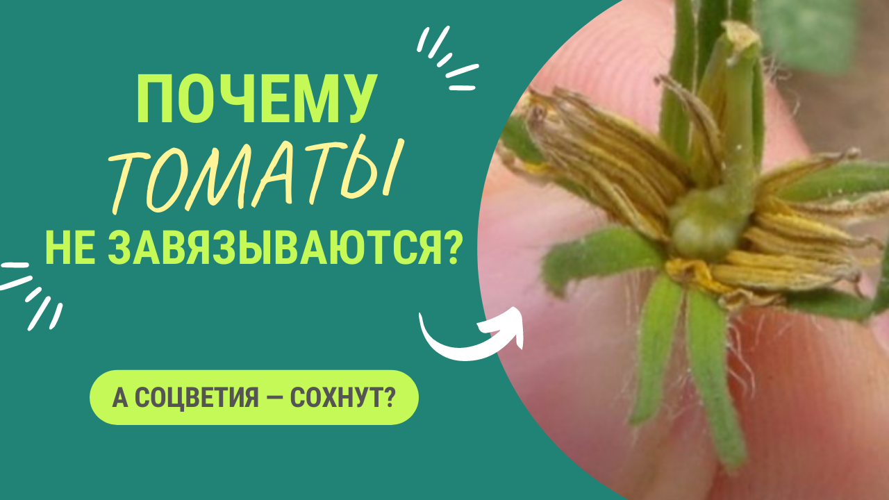 ПОЧЕМУ ТОМАТЫ НЕ ЗАВЯЗЫВАЮТСЯ? смотреть онлайн