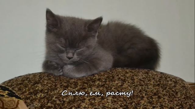 02. Тимка обживается / The lives Timka смотреть онлайн