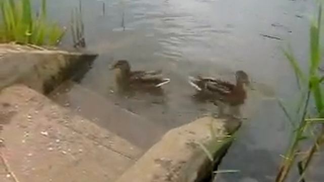УТКИ ВИДЕО Дикая утка Водоплавающие птицы Кормление уток ДИКИЕ УТКИ В БЕЛАРУСИ @A4a4a4a4 смотреть онлайн