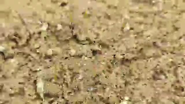 Как правильно сажать газонную траву?