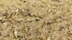 Как правильно сажать газонную траву?