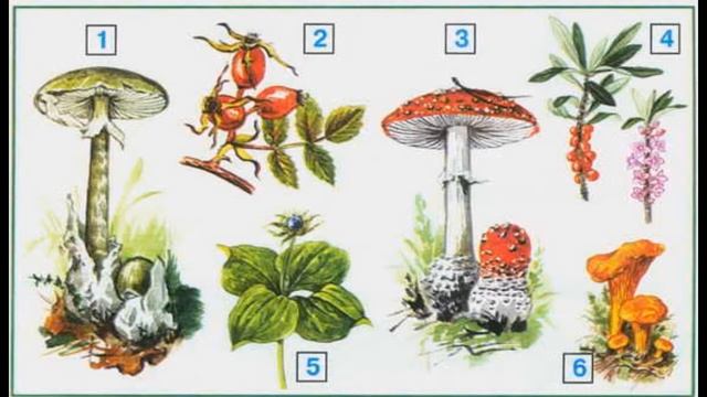 Окружающий мир - На воде и в лесу смотреть онлайн