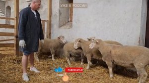 Лучшая порода Дорсет Полл! Идеальная порода овец для разведения! Дорсет овцы, как бизнес идея