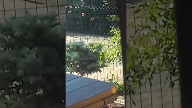 Птица во дворе вьют гнездо смотреть онлайн