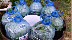 Огурцы в бутылках — удобно и выгодно! новый СУПЕР способ выращивания