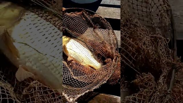 Ловля карпа на картошку смотреть онлайн