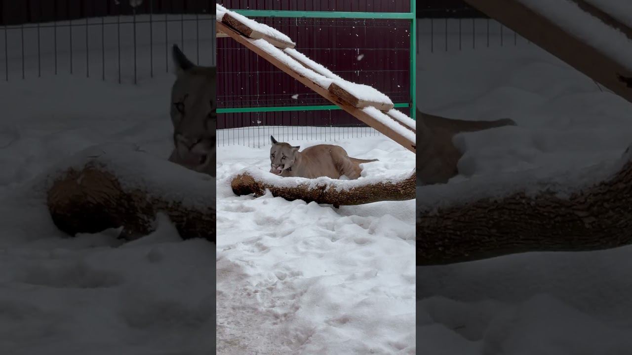 Пума Брейдж, зимний охотник