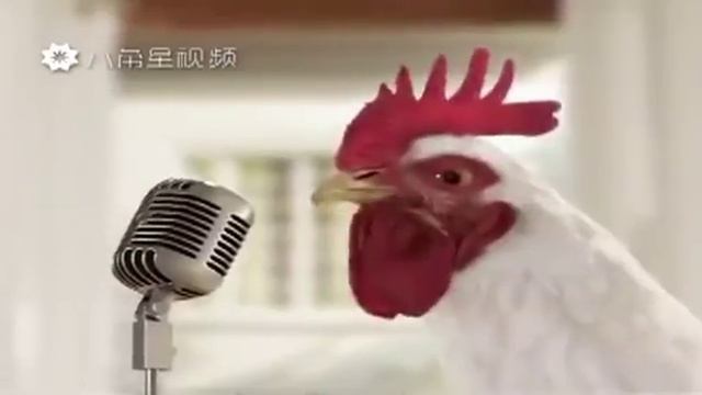 Песня курицы в год петуха (Chicken song - минутная версия) смотреть онлайн