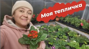 Обзор теплицы Декабрь 2021 года | Пересаживаю пеларгонию