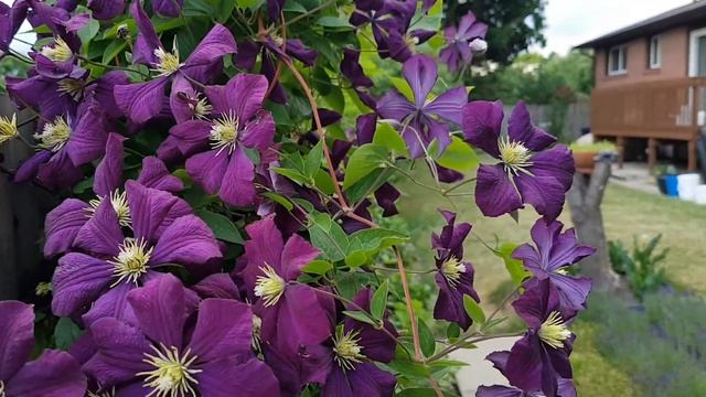 庭园花卉－铁线莲之七 Clematis Rhapsody，Jackmanii Superba，Allanah смотреть онлайн