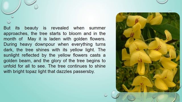 THE LABURNUM By Meera Uberoi смотреть онлайн