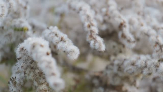 Природа крупным планом