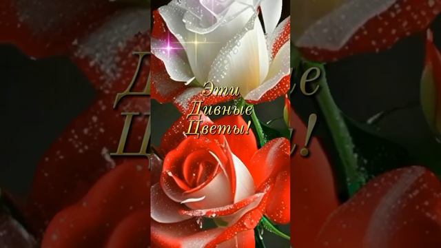 От меня в подарок розы🌹🌹🌹 смотреть онлайн