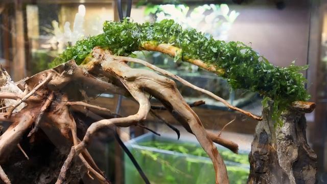 Dripping Jungle Paludarium for Community of Tiny Frogs (African Dwarf Frog Setup) смотреть онлайн