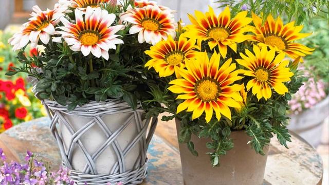 Такая разная муза для клумбы Газания Нашла 54 идеи украшения участка этими красивыми цветами, смотреть онлайн