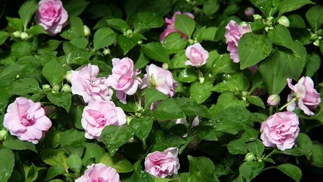 Amazing and Most Beautiful Impatiens Walleriana Flowers смотреть онлайн