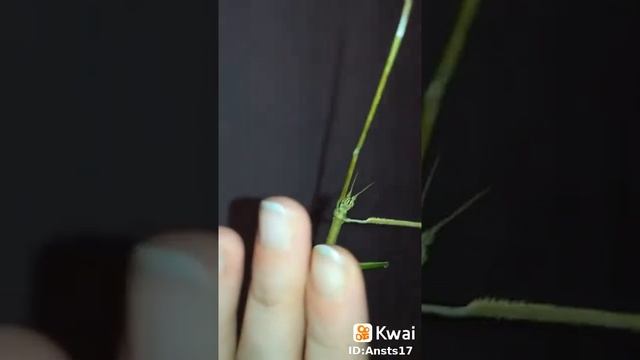 Aннамский палочник смотреть онлайн